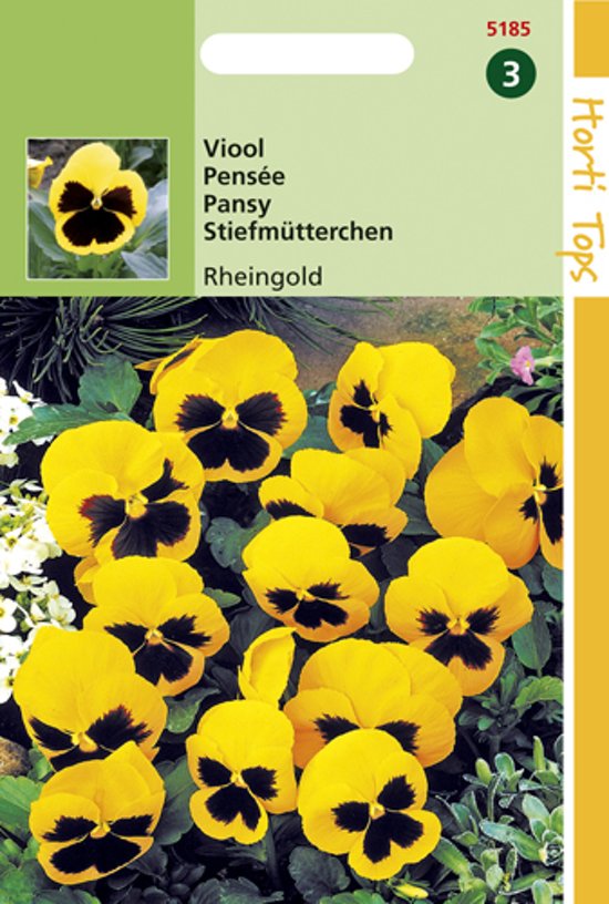 Veilchen Rheingold (Viola wittrockiana) 320 Samen HT